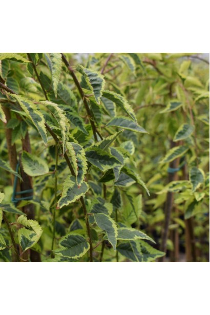 Prunus incisa Frilly Frock